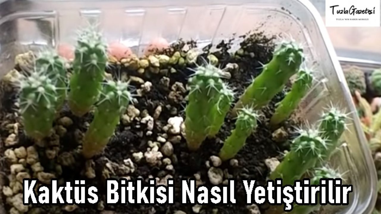 angel wing kaktus Golden Angel Wing Cactus 2 inch / Plastic Pot