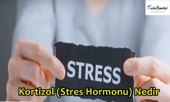 Kortizol Stres Hormonu Nedir