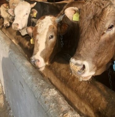 Et Süt Kurumu Elde kalan kurbanlıkları satın alacak