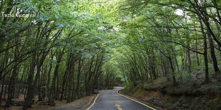 Orman alanlarına girişler 31 Ağustos 2022 tarihine kadar yasaklandı