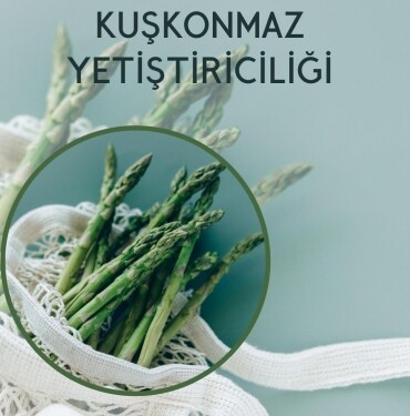 Kuşkonmaz Yetiştiriciliği