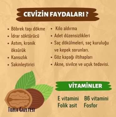 Cevizin Faydaları ve Zararları Nelerdir