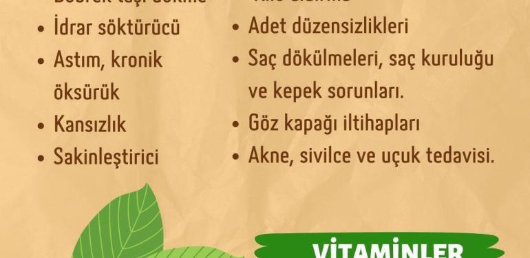 Cevizin Faydaları ve Zararları Nelerdir