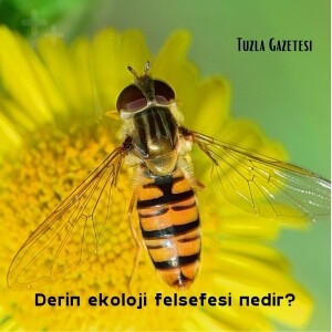Derin ekoloji felsefesi nedir