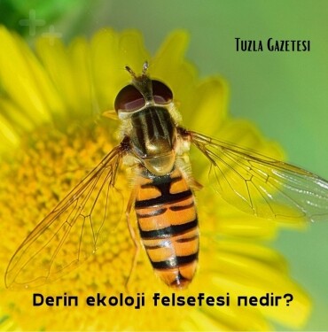 Derin ekoloji felsefesi nedir