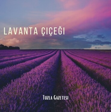 Lavanta Çiçeği, , bakımı, fiyatı, faydaları nelerdir