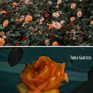 Gül Fidanı budama zamanı, Güller hangi ayda nasıl budanır, 7 veren gül fidanı budama