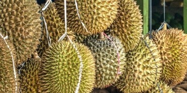 Durian meyvesi, Durian meyvesinin faydaları nedir