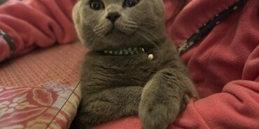 Evcil Hayvan Beslemenin İnsan Sağlığı üzerine Etkileri