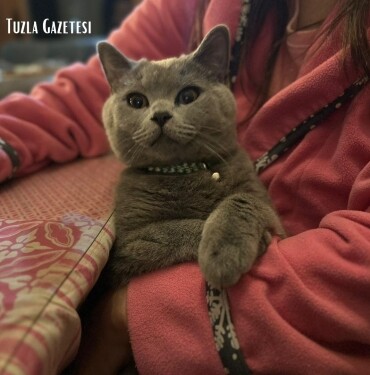 Evcil Hayvan Beslemenin İnsan Sağlığı üzerine Etkileri