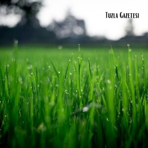 Yaz aylarında çim bakımı nasıl yapılmalı