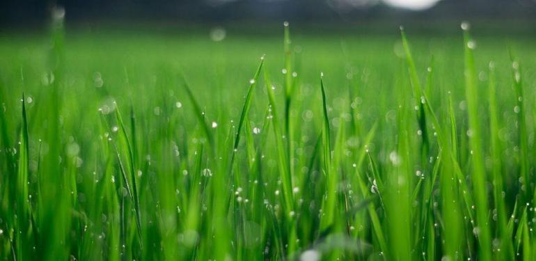 Yaz aylarında çim bakımı nasıl yapılmalı