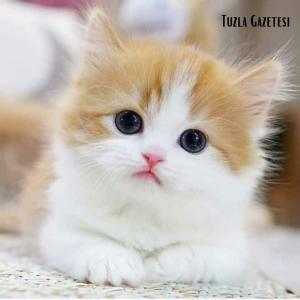 Kediler hakkında bilinmesi gerekenler, Kedi özellikleri nelerdir