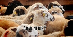 Adak nedir, Adak şartları nelerdir Diyanet