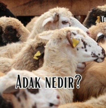 Adak nedir, Adak şartları nelerdir Diyanet