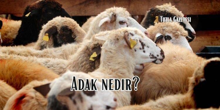 Adak nedir, Adak şartları nelerdir Diyanet