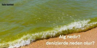 Alg nedir denizlerde neden olur?