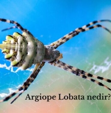 Argiope Lobata nedir