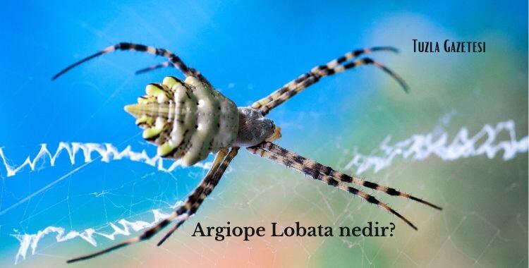 Argiope Lobata nedir