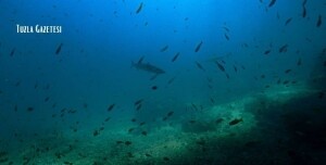 Plankton patlaması nedir?