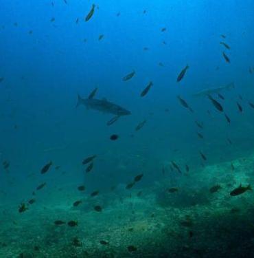 Plankton patlaması nedir?