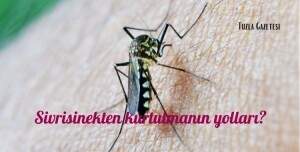 Sivrisinek Nedir Özellikleri ve Zararları