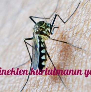 Sivrisinek Nedir Özellikleri ve Zararları