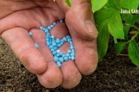 Yaz Ayında Bahçe Bitkilerine Hangi Gübreleri Vermeli