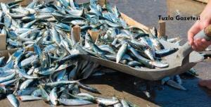 Hamsi İstavrit ve Çinekop bu yıl bol olacak