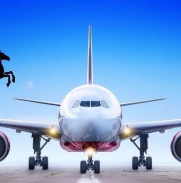Pegasus Hava Yolları Uygun Fiyatlı Uçuşlar ve Yüksek Kaliteli Hizmetlerle Tanışın, Tuzla Pegasus Hava Yolları