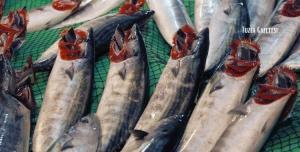 Akçakoca'da Palamut Avcılığı Sona Erdi