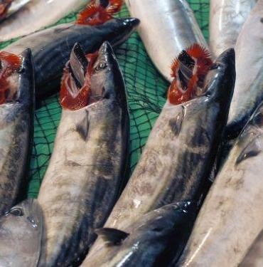 Akçakoca'da Palamut Avcılığı Sona Erdi