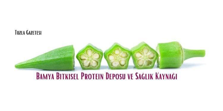 Bamya Bitkisel Protein Deposu ve Sağlık Kaynağı, Bamyanın faydaları nelerdir