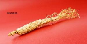 Kırmızı Ginseng Bitkisi