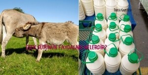 Eşek sütünün faydaları nelerdir?