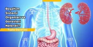 Boşaltım Sistemi Organları ve Görevleri Nelerdir? Boşaltım Sistemi Nedir?