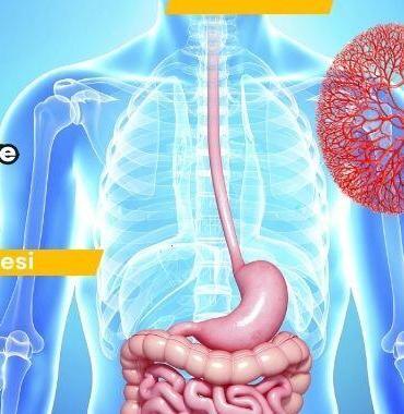 Boşaltım Sistemi Organları ve Görevleri Nelerdir? Boşaltım Sistemi Nedir?