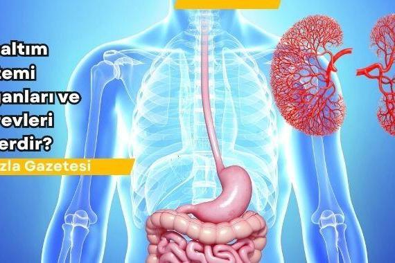 Boşaltım Sistemi Organları ve Görevleri Nelerdir? Boşaltım Sistemi Nedir?