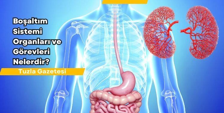 Boşaltım Sistemi Organları ve Görevleri Nelerdir? Boşaltım Sistemi Nedir?