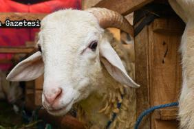 2025 Kurban Bayramı Ne Zaman?