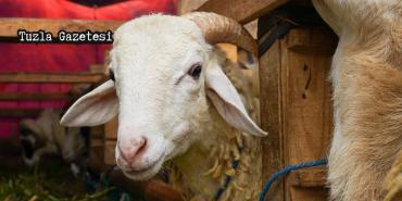 2025 Kurban Bayramı Ne Zaman?