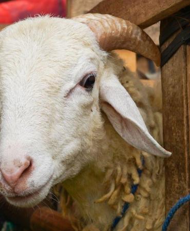 2025 Kurban Bayramı Ne Zaman?