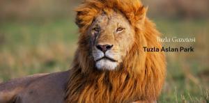 Tuzla Aslan Park’ta Aslanların Soyu Koruma Altında
