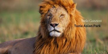 Tuzla Aslan Park’ta Aslanların Soyu Koruma Altında