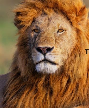 Tuzla Aslan Park’ta Aslanların Soyu Koruma Altında