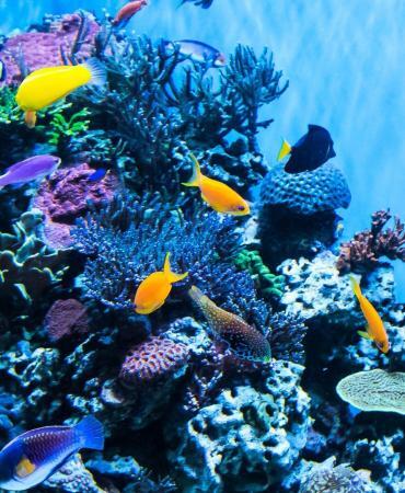 Tuzla Marina Akvaryum Giriş Ücreti Ne kadar