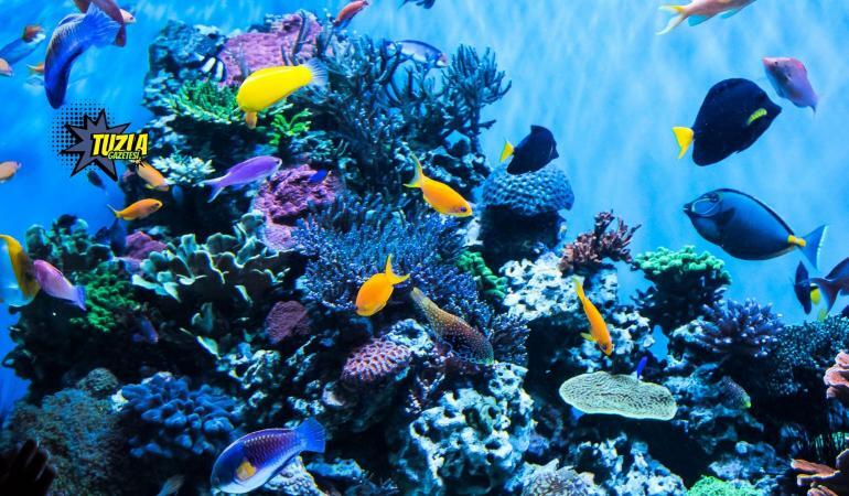 Tuzla Marina Akvaryum Giriş Ücreti Ne kadar